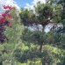 Borovica lesná (Pinus Sylvestris) - výška 250 cm, kont. C500L - BONSAJ - POSCHODOVÉ HNIEZDA (-30°C)